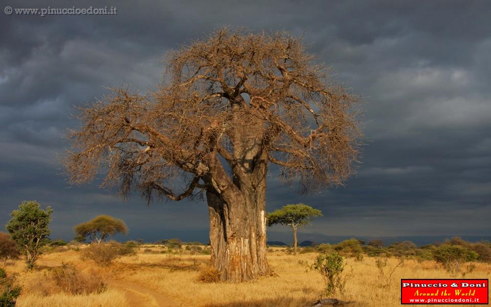 TANZANIA - Tarangire National Park - 48 Baobab.jpg